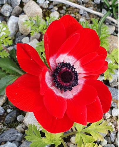 Anemone