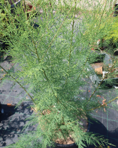 Tamariske