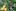 Weinbergtulpe