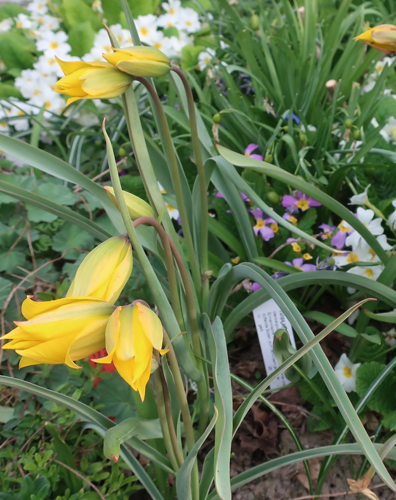 Weinbergtulpe