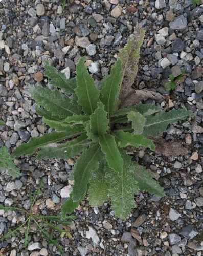 Eselsdistel