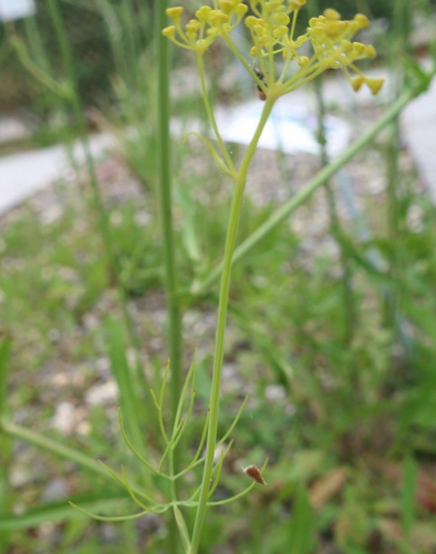 Dill