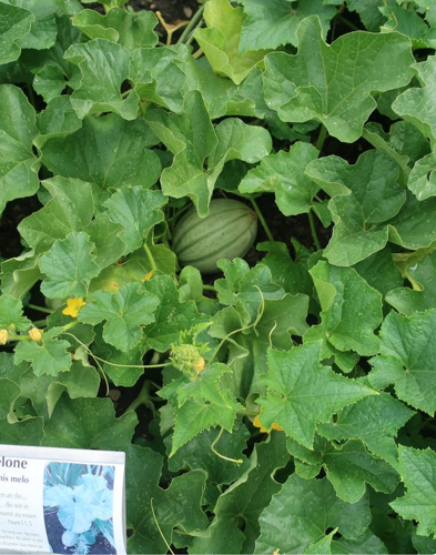 Melone