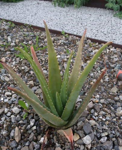 Aloe